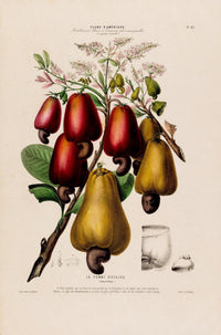 La Pomme Dácajou Botanical Poster – Cashew Fine Art Print & Canvas — Ansicht 3
