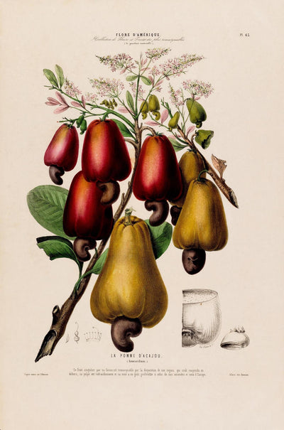 La Pomme Dácajou Botanical Poster – Cashew Fine Art Print & Canvas