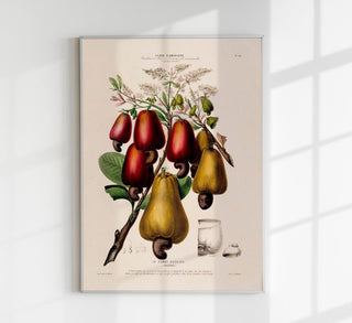 La Pomme Dácajou Botanical Poster – historisches Cashew-Botanikposter als Fine Art Wandkunst für Küche, Bar, Essbereich oder Galerie-Wall im klassischen naturkundlichen Tafel-Stil
