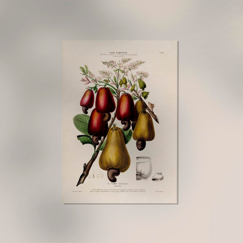 La Pomme Dácajou Botanical Poster – Cashew Fine Art Print & Canvas — Ansicht 2