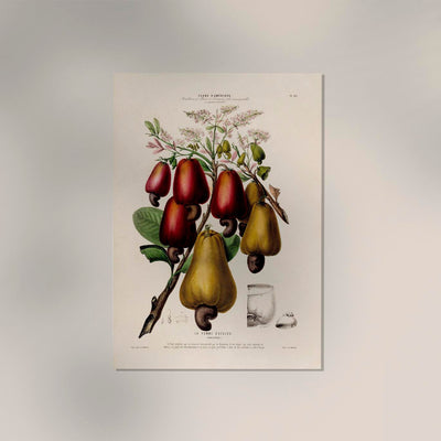 La Pomme Dácajou Botanical Poster – Cashew Fine Art Print & Canvas