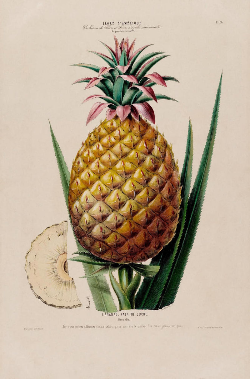 L' anana Pain De Sucre Botanical Poster – Fine Art Print Tropical Illustration — Ansicht 3