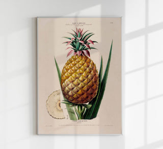 L' anana Pain De Sucre Botanical Poster als Fine Art Print mit stilisierter Ananas und typografischem Botanical-Design, ideal für Küche, Essbereich und moderne Wohnräume.
