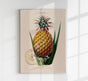 L' anana Pain De Sucre Botanical Poster – Fine Art Print Tropical Illustration