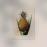 L' anana Pain De Sucre Botanical Poster – Fine Art Print Tropical Illustration — Ansicht 2