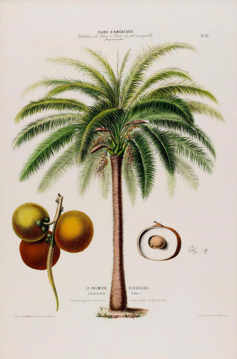 Le Palmier Glouglou Botanical Poster – Vintage Art Print on Premium Paper — Ansicht 3