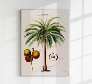 Klassisches botanisches Poster „Le Palmier Glouglou“ mit feiner Palmenillustration im Vintage-Stil auf mattem Kunstdruckpapier.