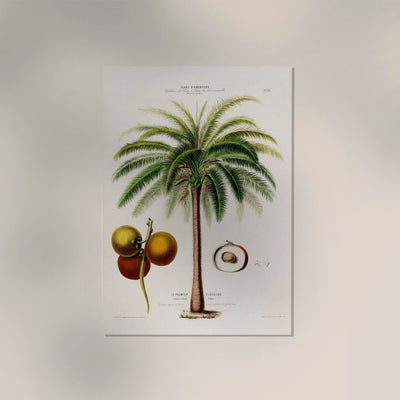 Le Palmier Glouglou Botanical Poster – Vintage Kunstdruck auf Premiumdruckpapier