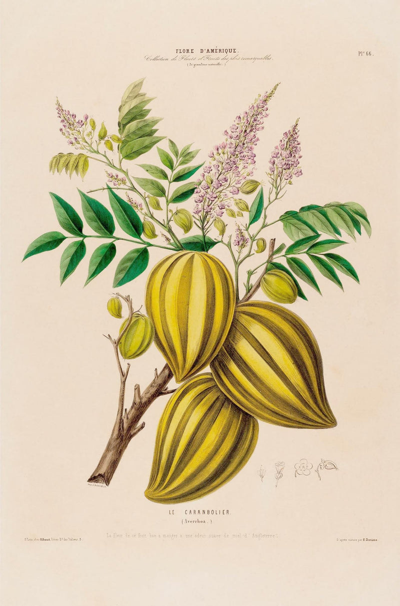 The Carambola Botanical Poster – Exotic Fruit Botany Fine Art Print Canvas — Ansicht 3