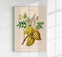 The Carambola Botanical Poster – Exotic Fruit Botany Fine Art Print Canvas — Ansicht 1