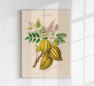 Le Caranbolier Botanical Poster – historisches Karambolen-Botanikposter als Fine Art Wandkunst für Küche, Bar, Essbereich oder Galerie-Wall im klassischen naturkundlichen Tafel-Stil
