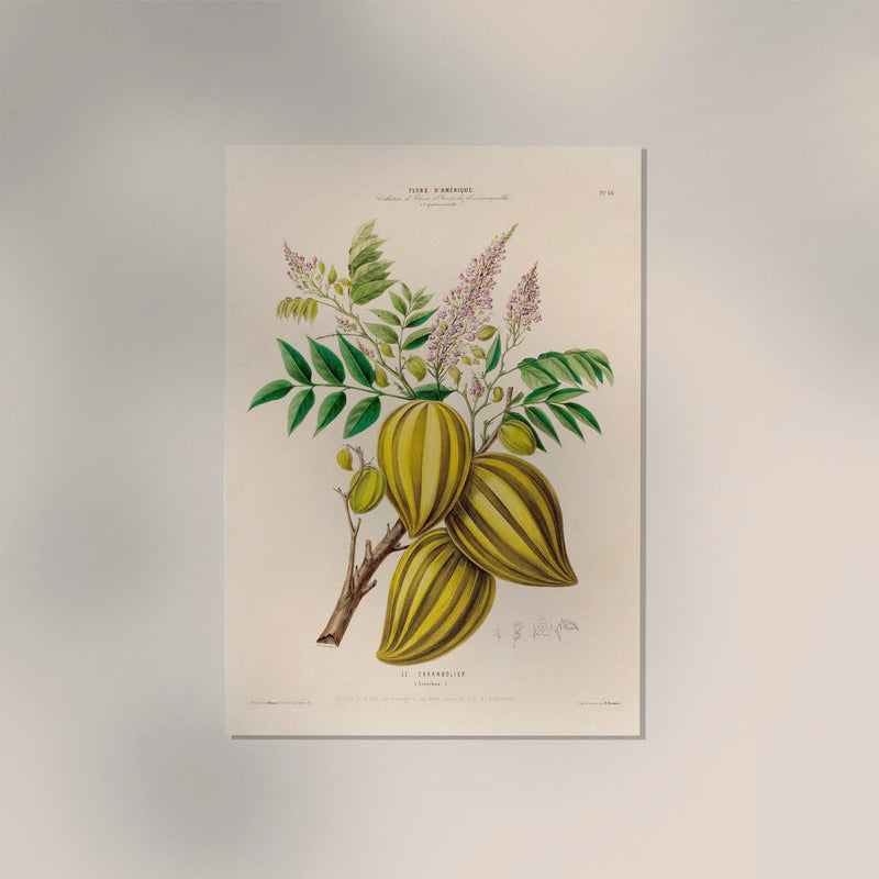 The Carambola Botanical Poster – Exotic Fruit Botany Fine Art Print Canvas — Ansicht 2