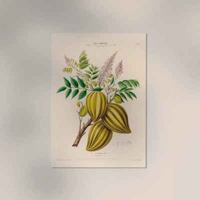 Le Caranbolier Botanical Poster – Exotische Frucht-Botanik Fine Art Print Canvas