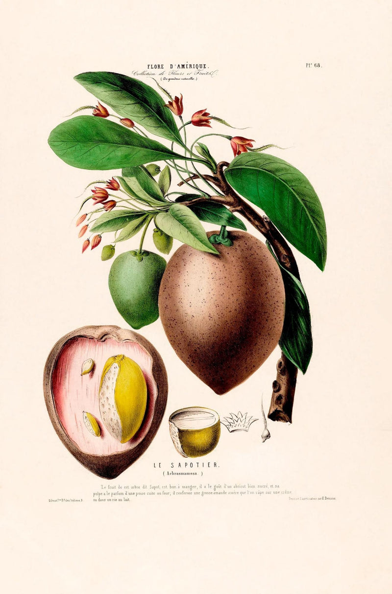 Le Sapotier Botanical Poster – Botanical Art Print on Fine Art Paper — Ansicht 3