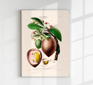 Botanisches Fine-Art-Poster „Le Sapotier" mit detailreicher Illustration der tropischen Sapotier-Pflanze in intensiven Grün- und Naturtönen.