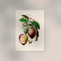 Le Sapotier Botanical Poster – Botanical Art Print on Fine Art Paper — Ansicht 2