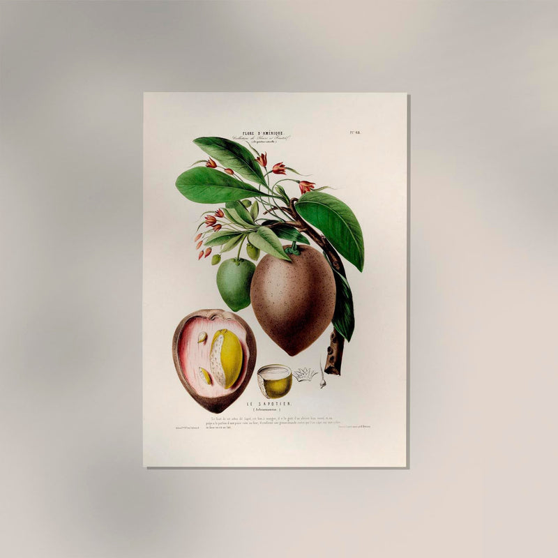 Le Sapotier Botanical Poster – Botanical Art Print on Fine Art Paper — Ansicht 2