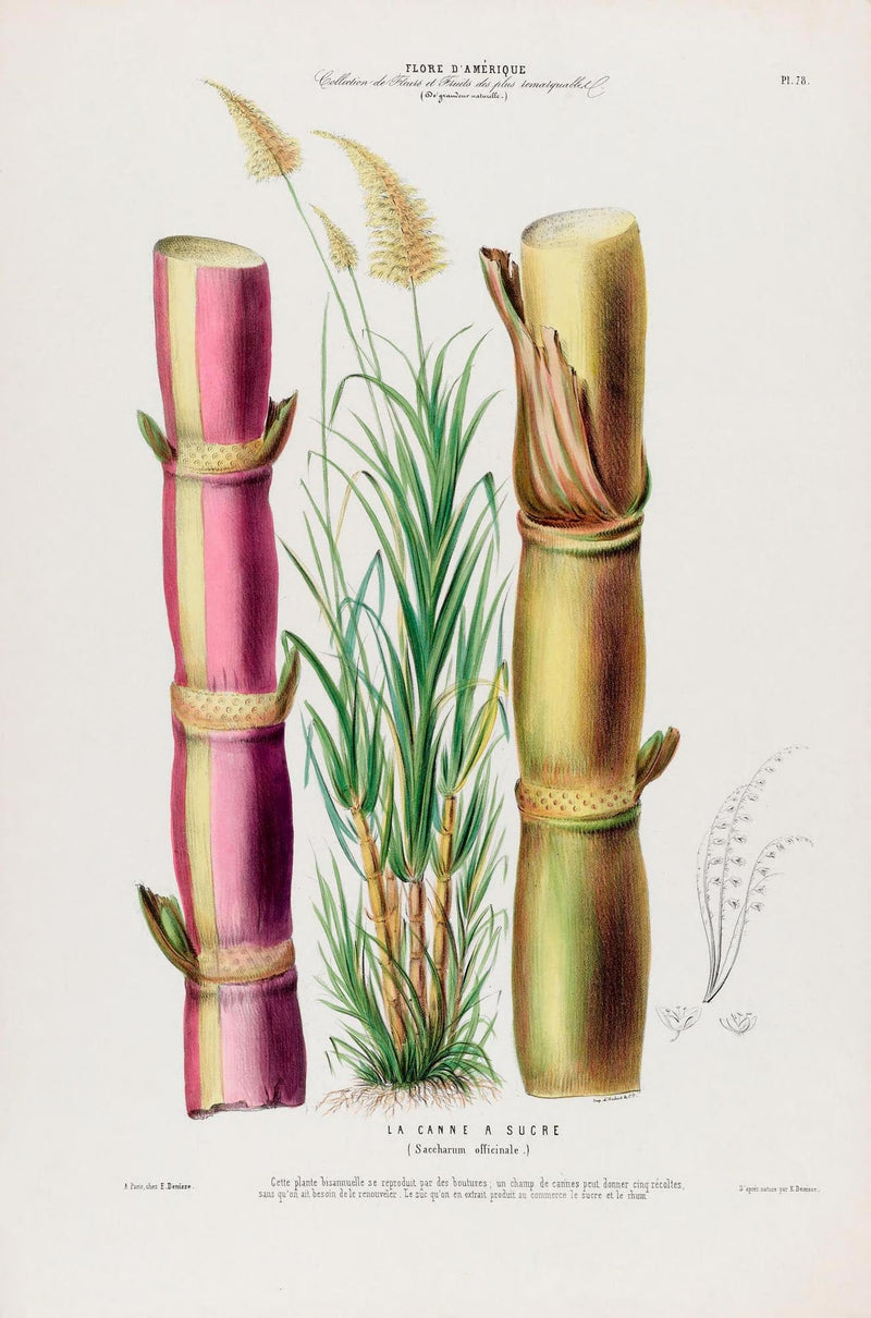 La Canne Botanical Poster - Sugarcane Fine Art Print | Patroa Studio — Ansicht 3
