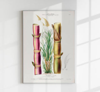 La Canne Botanical Poster – historisches Zuckerrohr-Botanikposter als Fine Art Wandkunst für Küche, Bar, Café oder Galerie-Wall im klassischen naturkundlichen Tafel-Stil
