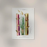La Canne Botanical Poster - Sugarcane Fine Art Print | Patroa Studio — Ansicht 2