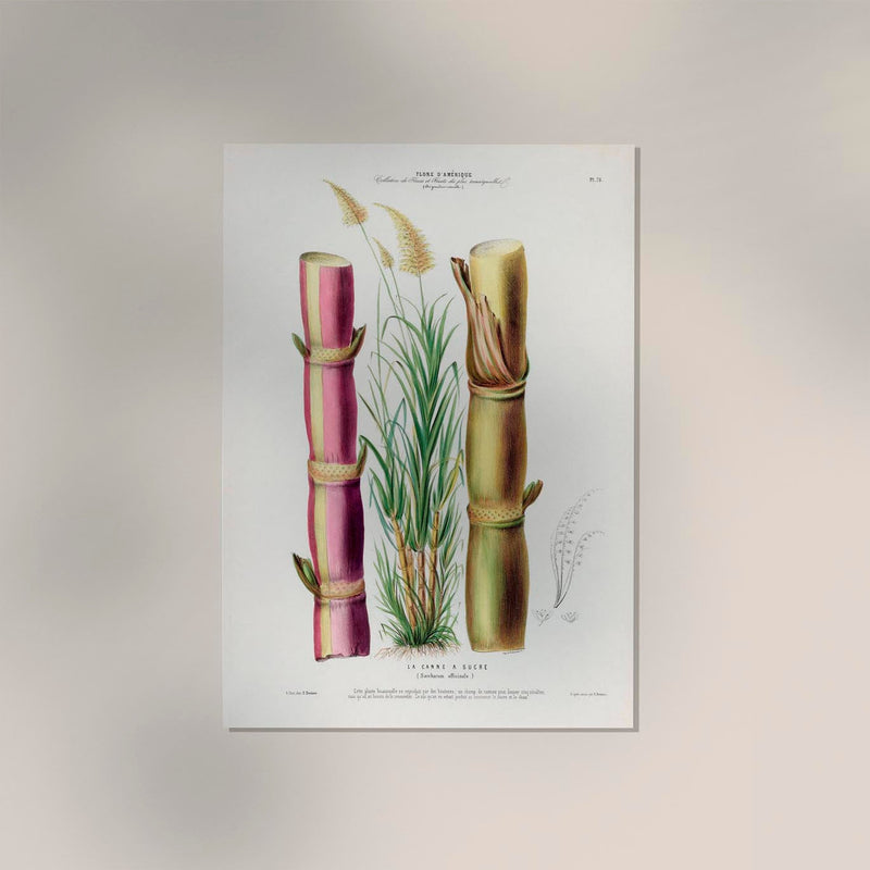 La Canne Botanical Poster - Sugarcane Fine Art Print | Patroa Studio — Ansicht 2