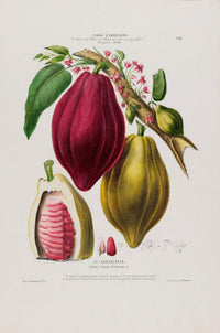The Chocolayer Botanical Poster – Cacao Botany Fine Art Print Canvas — Ansicht 3