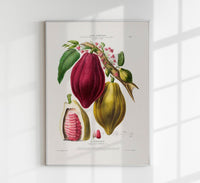 The Chocolayer Botanical Poster – Cacao Botany Fine Art Print Canvas — Ansicht 1