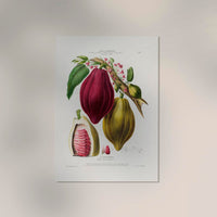 The Chocolayer Botanical Poster – Cacao Botany Fine Art Print Canvas — Ansicht 2