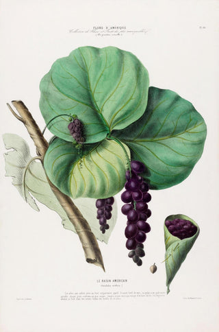 Le Raisin Botanical Poster – Trauben-Botanik | Fine Art Print | Canvas