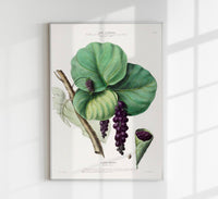 Grape Botanical Poster – Grape Botanical Fine Art Print Canvas — Ansicht 1