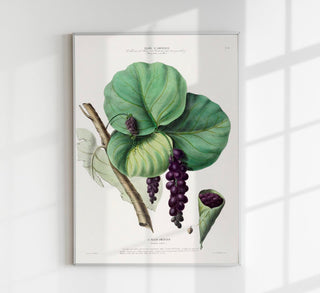 Le Raisin Botanical Poster – historisches Trauben-Botanikposter als Fine Art Wandkunst für Küche, Essbereich, Weinbar oder Galerie-Wall im klassischen Pflanzen- und Weintafel-Stil
