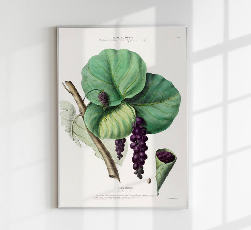Grape Botanical Poster – Grape Botanical Fine Art Print Canvas — Patroa Studio