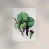 Grape Botanical Poster – Grape Botanical Fine Art Print Canvas — Ansicht 2