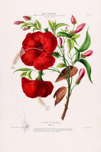 La Rose de Cayenne Botanical Poster – Art Print Historical Flower Illustration — Ansicht 3