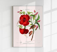La Rose de Cayenne Botanical Poster – Art Print Historical Flower Illustration — Ansicht 1