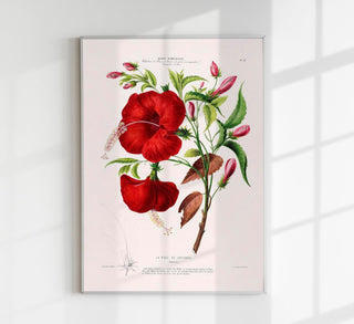 La Rose de Cayenne Botanical Poster, botanischer Kunstdruck mit historischer Blütenillustration im zeitlosen Fine-Art-Stil auf säurefreiem Papier oder Canvas
