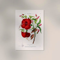 La Rose de Cayenne Botanical Poster – Art Print Historical Flower Illustration — Ansicht 2