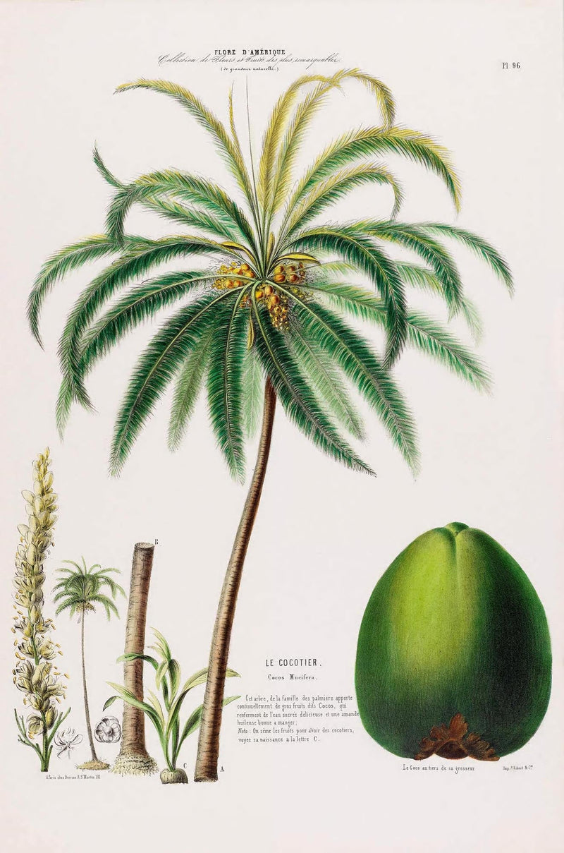 Le Cocotier Botanical Poster – Coconut Palm Art Print | Patroa Studio — Ansicht 3