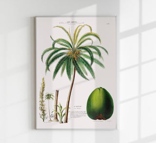 Le Cocotier – Botanical Poster | Kunstdruck | historische Palmenillustration