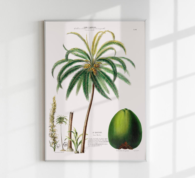 Le Cocotier Botanical Poster – Coconut Palm Art Print | Patroa Studio — Patroa Studio