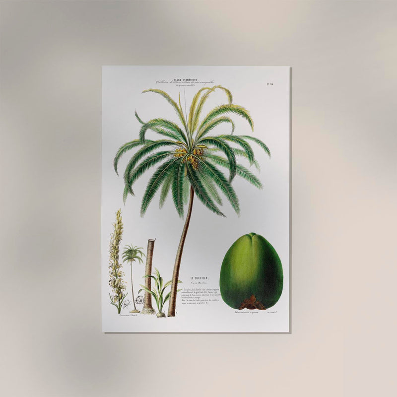 Le Cocotier Botanical Poster – Coconut Palm Art Print | Patroa Studio — Ansicht 2