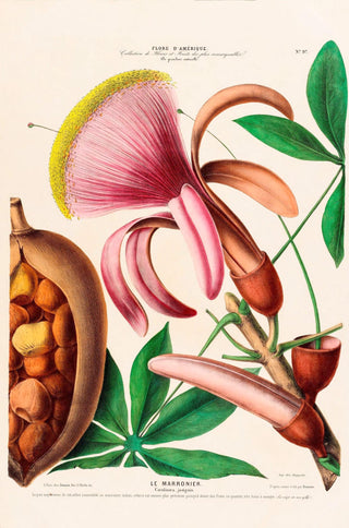 Le Marronier Poster – Botanisch | Premiumdruck | Kastanienbaum