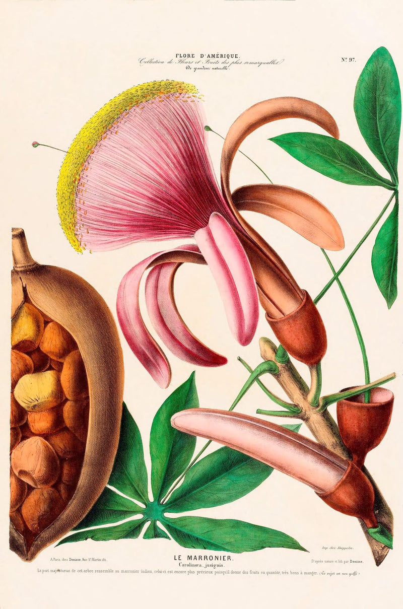 Le Marronier Poster – Botanical | Premium Chestnut Tree Print | Patroa Studio — Ansicht 3