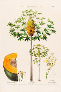 Le Papayer – Botanical Poster | Art Print | Historical Papaya Illustration — Ansicht 3