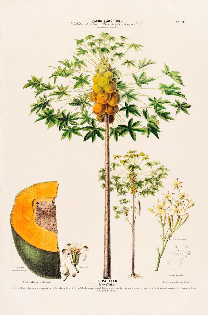 Le Papayer – Botanical Poster | Art Print | Historical Papaya Illustration — Ansicht 3