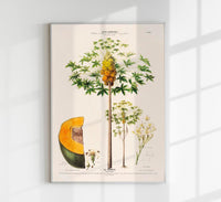 Le Papayer – Botanical Poster | Art Print | Historical Papaya Illustration — Ansicht 1