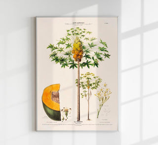 Le Papayer Botanical Poster, botanischer Kunstdruck mit historischer Papayaillustration im zeitlosen Fine-Art-Stil auf säurefreiem Papier oder Canvas
