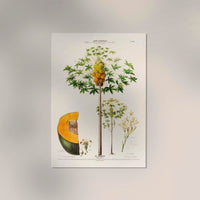 Le Papayer – Botanical Poster | Art Print | Historical Papaya Illustration — Ansicht 2