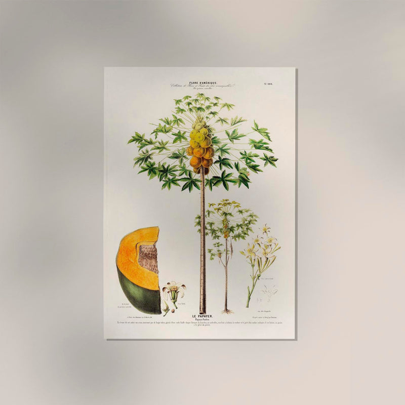 Le Papayer – Botanical Poster | Art Print | Historical Papaya Illustration — Ansicht 2