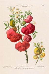 La Pomme d'Amour – Botanical Poster | Art Print | Historical Tomato Illustration — Ansicht 3